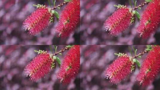 下雨天挂着水珠的美花红千层微距特写高清在线视频素材下载