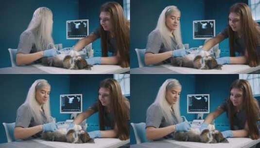 两名女兽医在兽医桌上检查兔子，女孩做超声高清在线视频素材下载