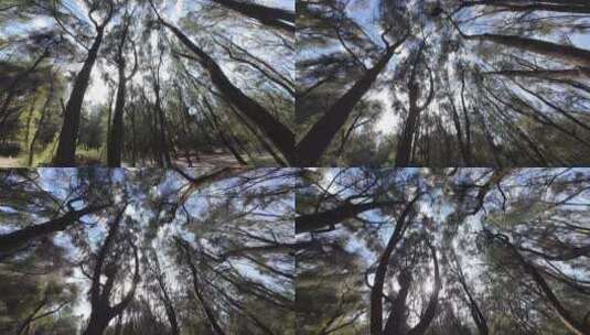 仰拍树林向上拍摄树干仰拍松树林仰视森林高清在线视频素材下载