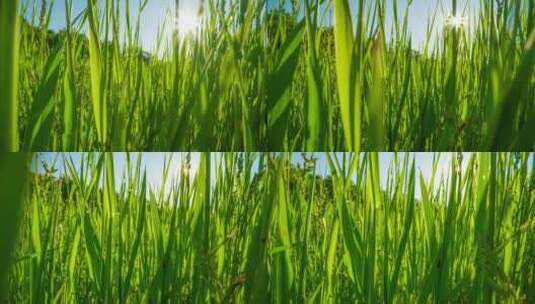 镜头穿过绿油油的草地春天来了_4K高清在线视频素材下载