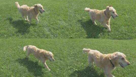金毛猎犬叼球奔跑高清在线视频素材下载