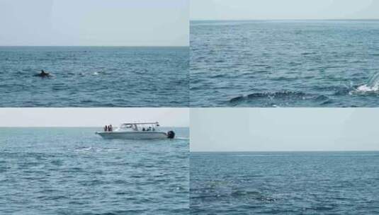 海豚在海上游泳高清在线视频素材下载