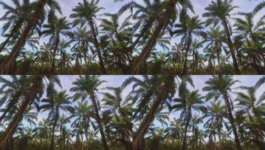 棕榈树种植园的时间推移。放大高清在线视频素材下载