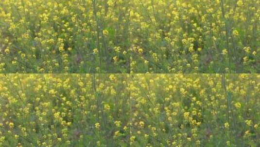 春天油菜花开花特写高清在线视频素材下载