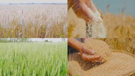 小麦麦田 麦子成熟 麦穗高清在线视频素材下载