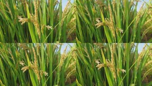 麦田里绿色的麦子就要成熟了4k高清高清在线视频素材下载