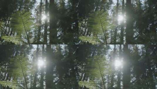 松树树枝树木高清在线视频素材下载