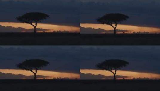 金合欢，树，肯尼亚，黄金时刻高清在线视频素材下载