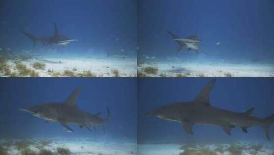锤头鲨在海里游在鱼旁边高清在线视频素材下载