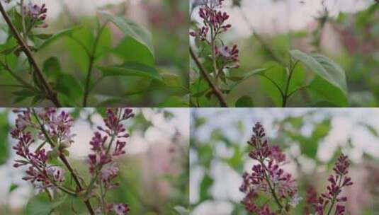 开花，萌芽植物，花，分支高清在线视频素材下载