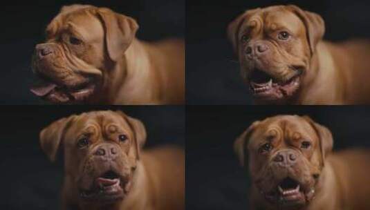 Dogue De Bordeaux，狗，高清在线视频素材下载