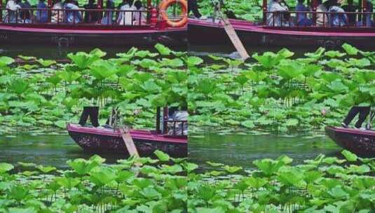 夏季荷塘湖面游船摇橹船赏荷花荷叶高清在线视频素材下载