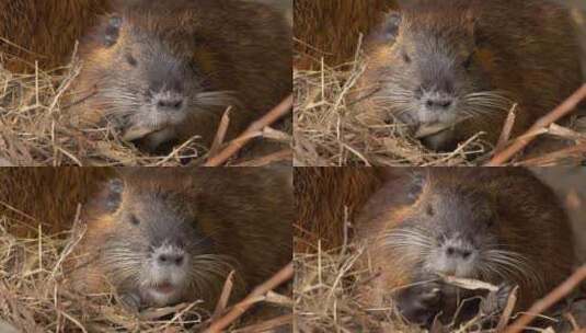 海狸鼠、食草动物、Coypu、啮齿动物高清在线视频素材下载