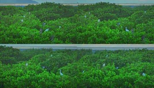 广东红树林湿地 海边红树林 栖息地航拍高清在线视频素材下载