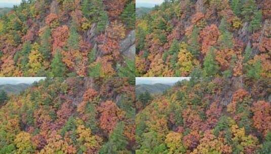 秋天五花山森林黑龙江小兴安岭金祖峰航拍高清在线视频素材下载