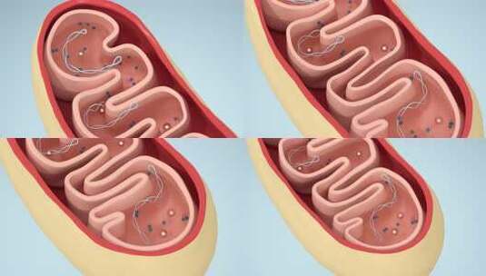线粒体的横截面视图，3d渲染。高清在线视频素材下载