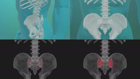 医学强健3D动画高清在线视频素材下载