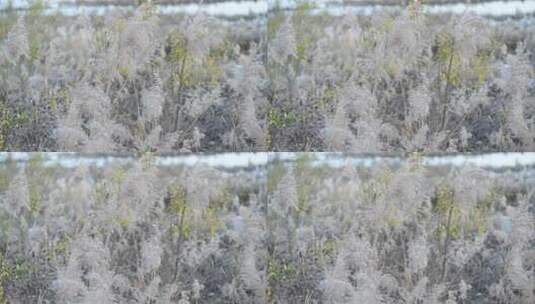 芦苇 禾本科 花 干芦苇 被子植物 芦苇毛高清在线视频素材下载