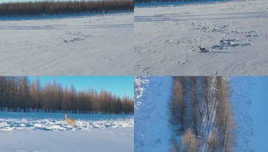 雪地上一只狍子跑进树林高清在线视频素材下载