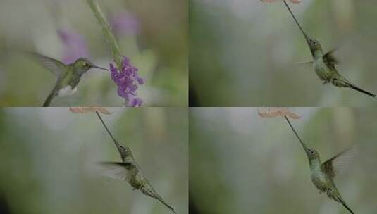 蜂鸟悬停用长喙吸食花蜜的瞬间高清在线视频素材下载