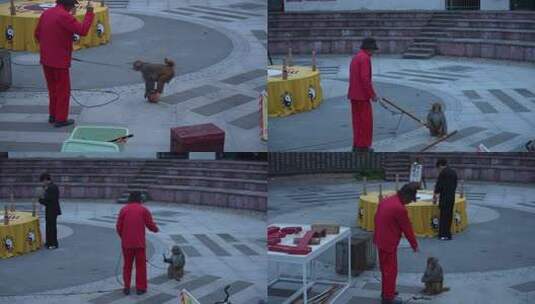 4k耍猴 传统马戏 猴子杂技高清在线视频素材下载