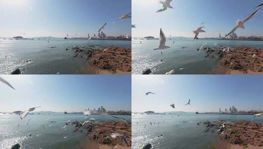 青岛栈桥冬季的海鸥高清在线视频素材下载