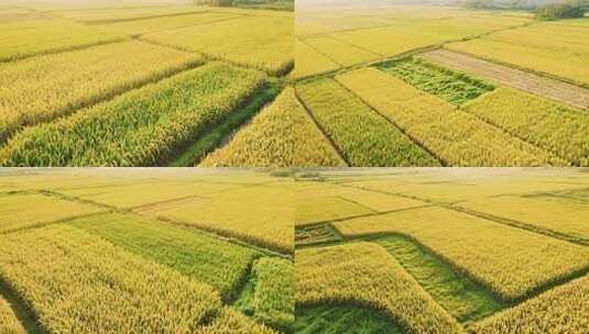 田野中成熟的金黄稻田高清在线视频素材下载