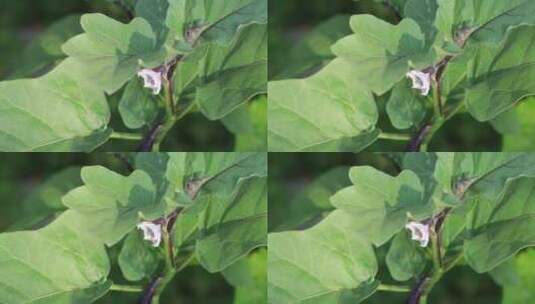 茄子花特写高清在线视频素材下载