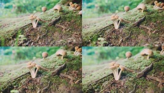 森林里的蘑菇特写高清在线视频素材下载