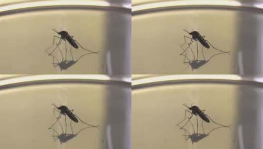 桌面上的蚊子特写镜头高清在线视频素材下载