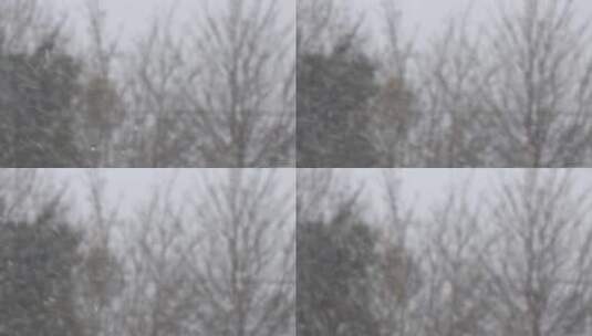 雨雪在光秃秃的树前旋转高清在线视频素材下载