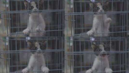 笼子里的小奶猫高清在线视频素材下载