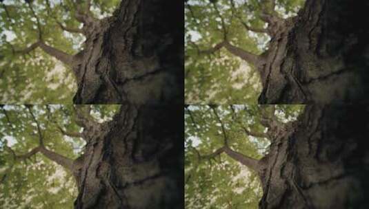 树皮的特写镜头高清在线视频素材下载