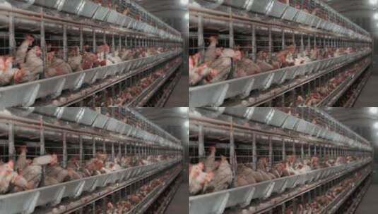 养鸡场生产高清在线视频素材下载