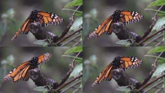 在枝头煽动翅膀的蝴蝶高清在线视频素材下载