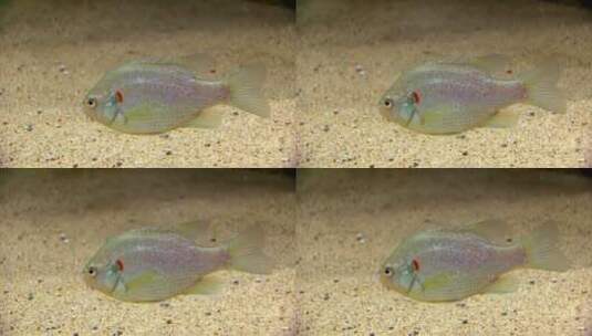 水底的太阳鱼高清在线视频素材下载