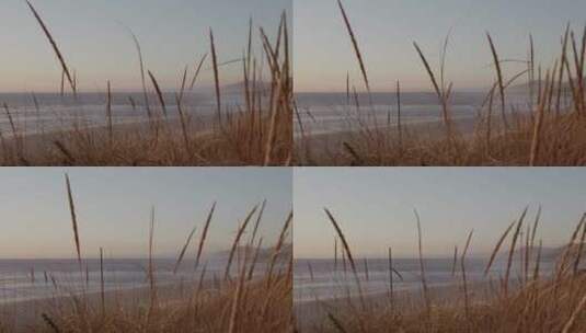 透过芦苇拍摄海滩高清在线视频素材下载