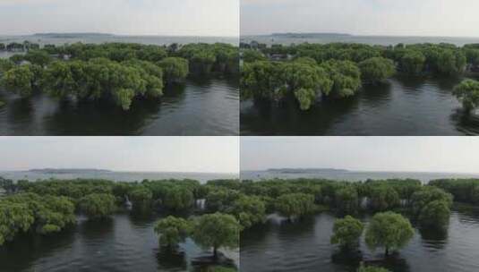 航拍水上森林植物树枝高清在线视频素材下载