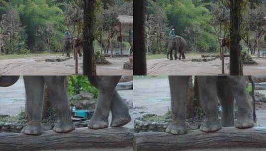 泰国旅游视频泰国大象园象拖运木头象脚特写高清在线视频素材下载