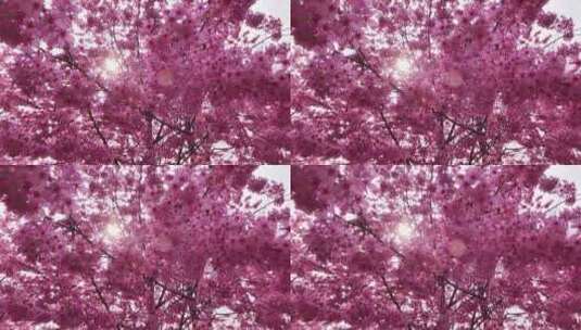 春天花团锦簇的樱花高清在线视频素材下载