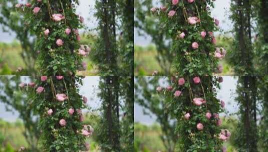【精品】月季花玫瑰花花园公园植物园高清在线视频素材下载