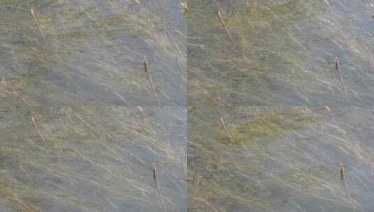 河流芦苇水草苇子湖水高清在线视频素材下载