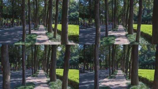 夏天阳光树林路面高清在线视频素材下载