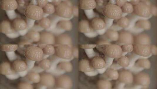 滑菇滑子蘑LOG素材高清在线视频素材下载
