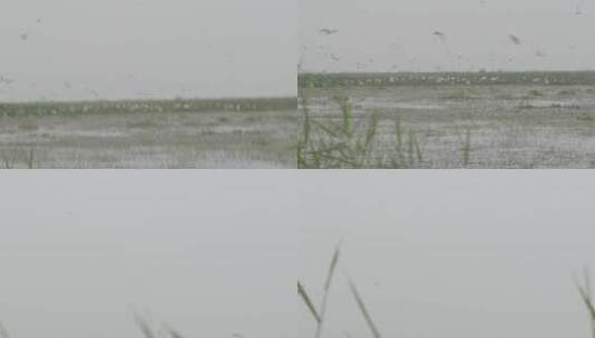 湖区拆围后生态恢复好大批水鸟栖息高清在线视频素材下载