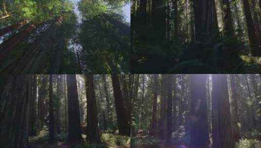 穿过树林的阳光高清在线视频素材下载