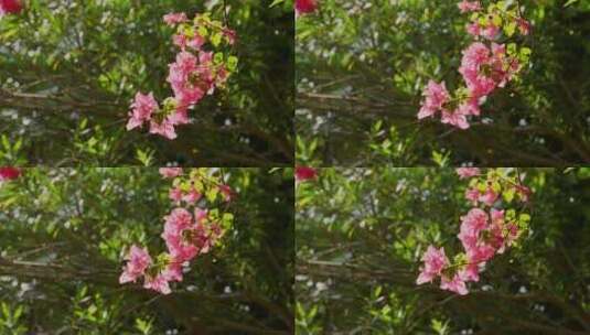 叶子花视频实拍公园里的花夏日植物花瓣4K高清在线视频素材下载