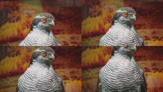 鸟类鹰隼仙鹤鹳标本高清在线视频素材下载
