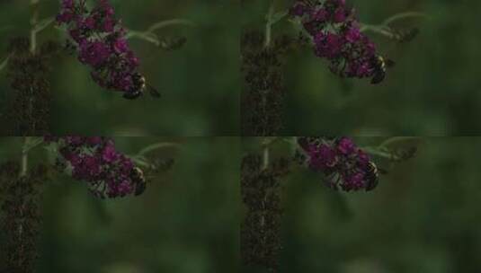 蜜蜂以慢动作给花朵授粉高清在线视频素材下载