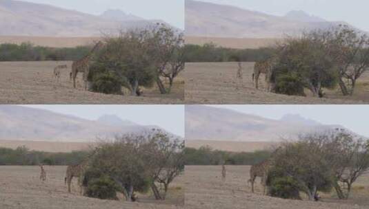 长颈鹿吃稀树大草原上的一棵树上的食物高清在线视频素材下载
